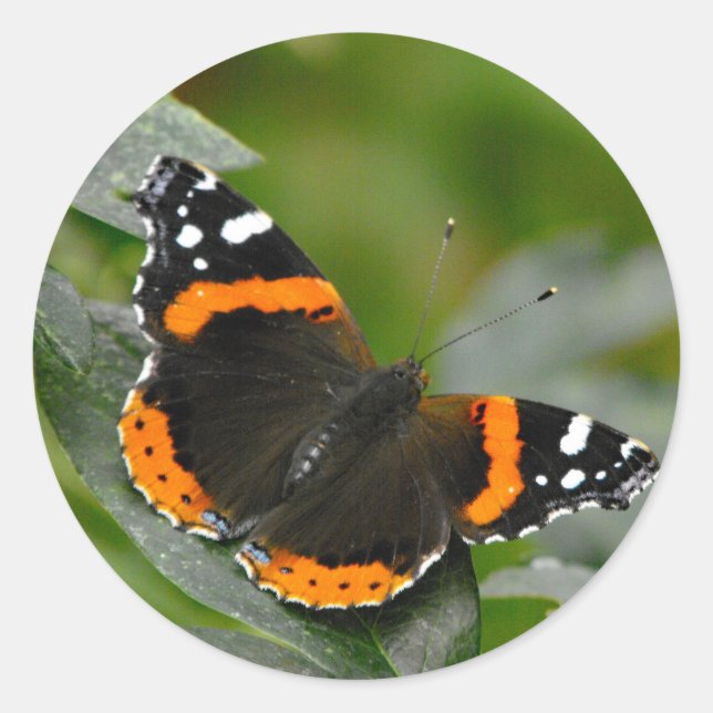 Sticker Rond Papillon de l'amiral rouge (Devant)