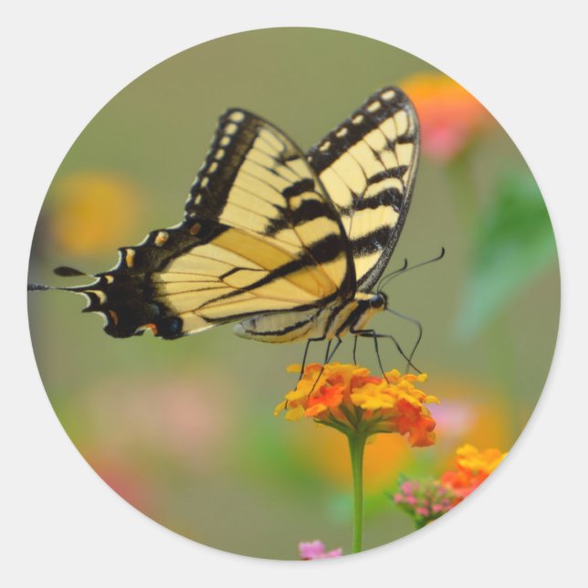 Sticker Rond Papillon d'épaisse du tigre oriental (Devant)