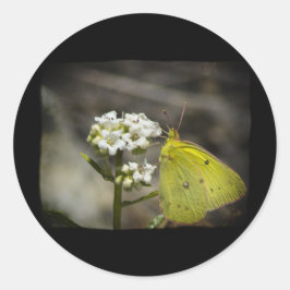 Sticker Rond Papillon jaune