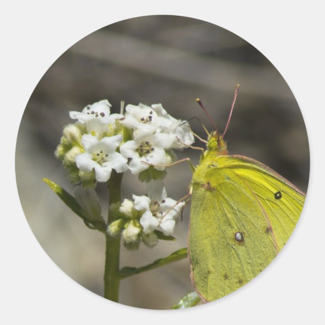Sticker Rond Papillon jaune (Devant)