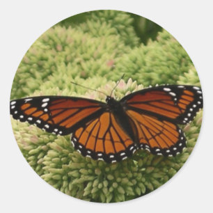 Sticker Rond Papillon Limenitis Artémis Photographie De La Bell
