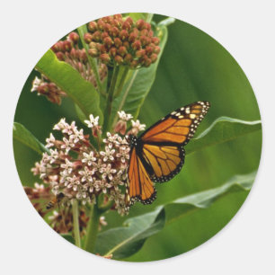 Sticker Rond Papillon monarque
