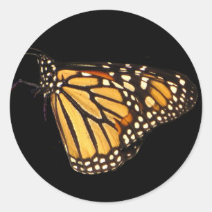 Sticker Rond Papillon monarque