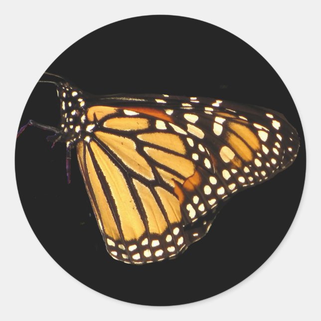 Sticker Rond Papillon monarque (Devant)