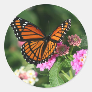 Sticker Rond Papillon Monarque sur Fleur Lantana
