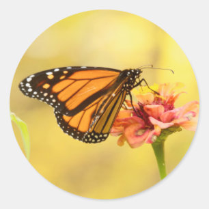 Sticker Rond Papillon Monarque sur Zinnia