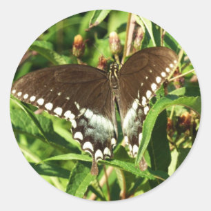 Sticker Rond Papillon Papilio noir Photographie de la nature