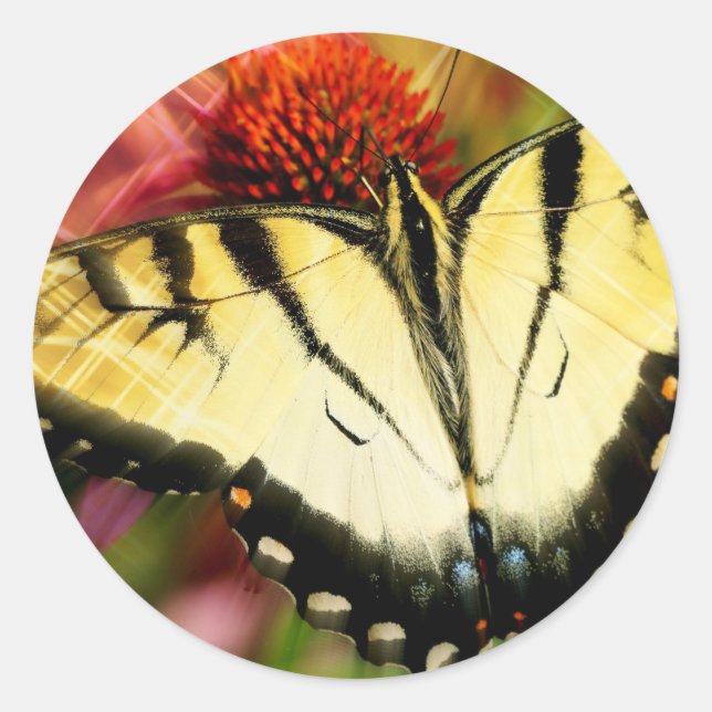 Sticker Rond Papillon Swallowtail (Devant)