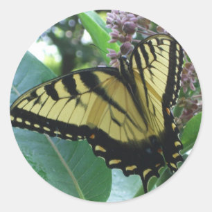 Sticker Rond Papillon Swallowtail I sur Asclépiade à Shenandoah