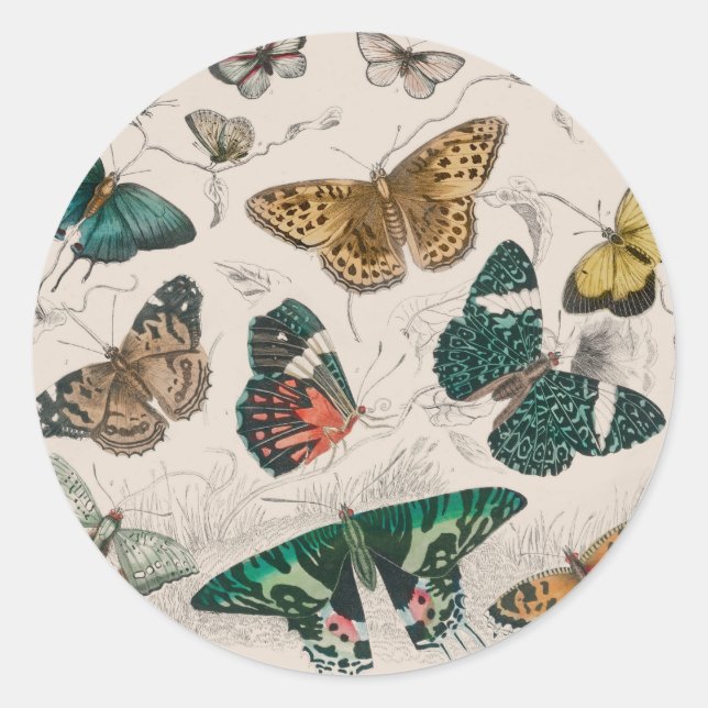 Sticker Rond Papillons Collection Antique Papillons (Devant)