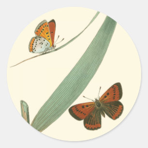 Sticker Rond Papillons colorés qui se drapent autour d'une feui