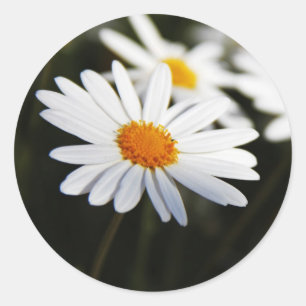Sticker Rond Pâquerette