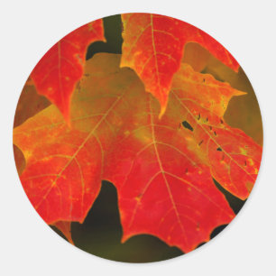 Sticker Rond Parc d'État d'Itasca, couleurs d'automne 2