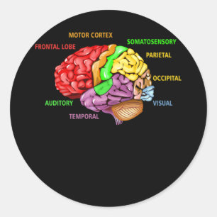 Sticker Rond Parties L'Anatomie Du Cerveau Diagramme Coloré App