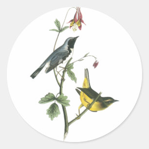 Sticker Rond Paruline bleue à gorge noire, John Audubon