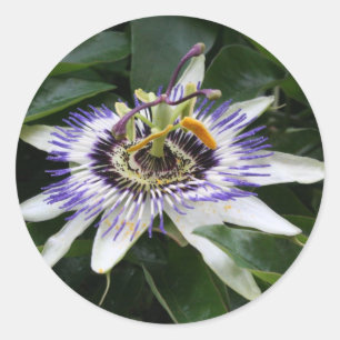 Sticker rond Passiflora photo florale