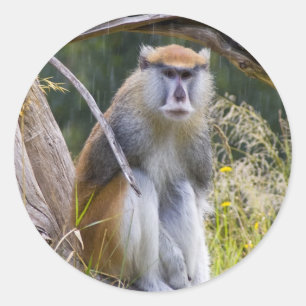 Sticker Rond Patas Monkey