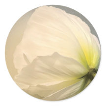 Pavot blanc