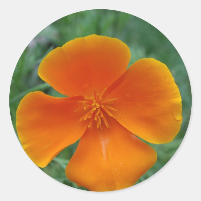Sticker Rond Pavot de Californie (Devant)