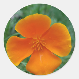 Sticker Rond Pavot de Californie