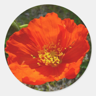 Sticker Rond Pavot rouge de l'Alaska Fleur colorée