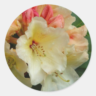Sticker Rond Peachy Cream Azaleas
