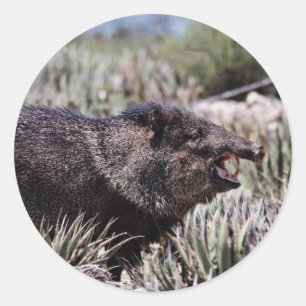 Sticker Rond Pécaire écaillé (javelina) qui bâillonne au milieu