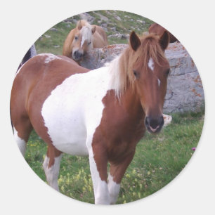 Sticker Rond Peignez l'autocollant de poney