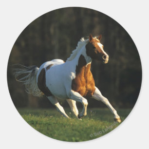 Sticker Rond Peignez le cheval fonctionnant rapidement