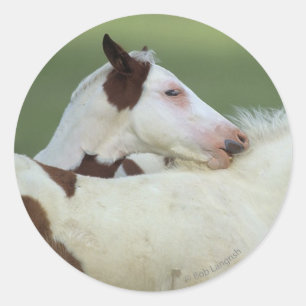 Sticker Rond Peindre Foals Jouer