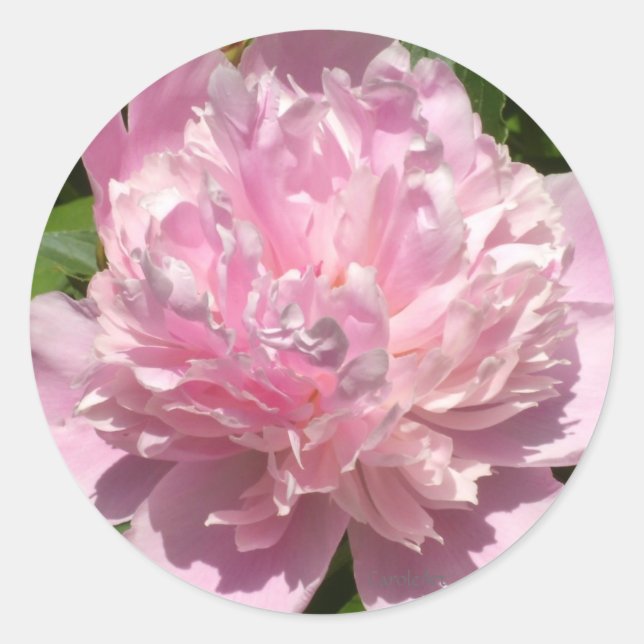Sticker Rond Peine rose pâle (Devant)