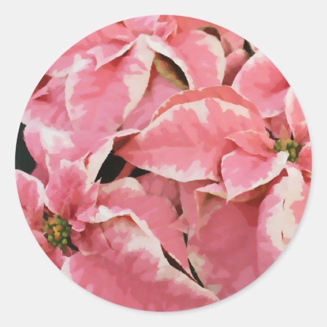 Sticker Rond Peinture à fleurs rose d'hiver Maple Poinsettia (Devant)