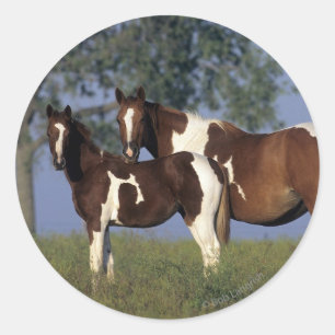 Sticker Rond Peinture HMare & Foal