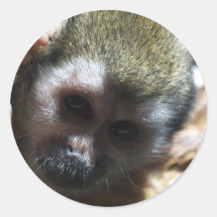 Sticker Rond "Penser..." Cadeaux de singes écureuils