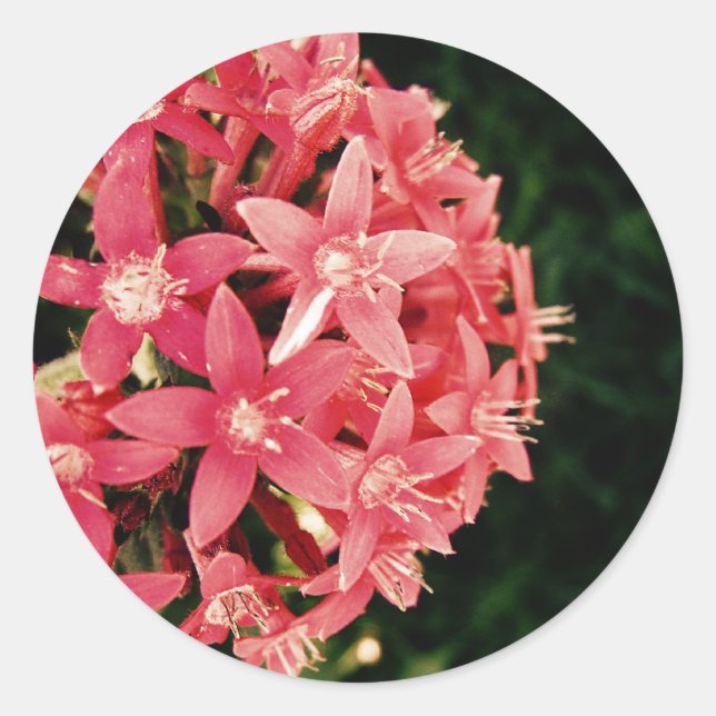 Sticker Rond Pentas (Devant)