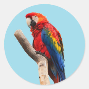 Sticker Rond Perroquet