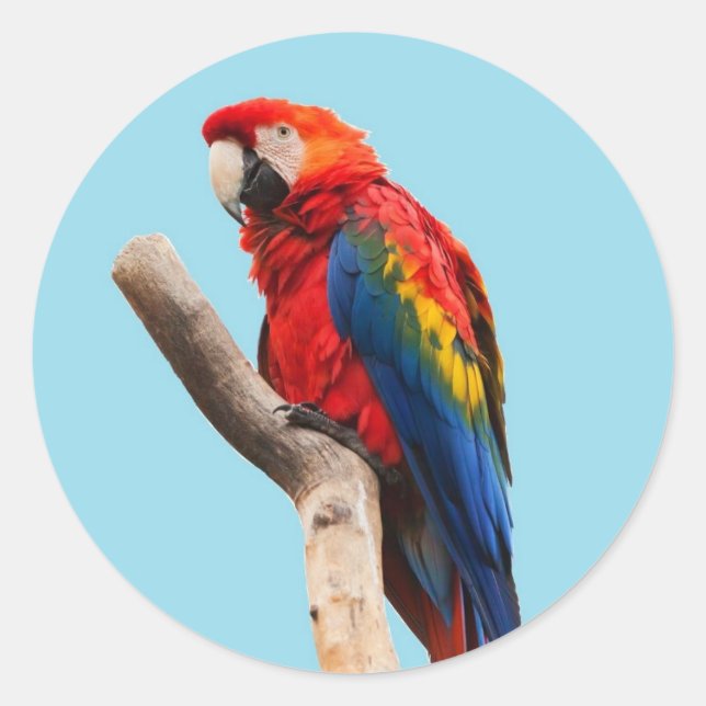 Sticker Rond Perroquet (Devant)