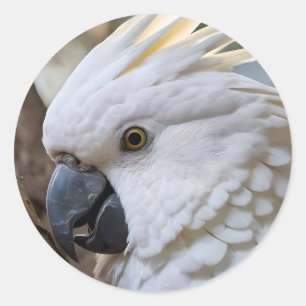 Sticker Rond Perroquet de Cockatoo australien blanc,
