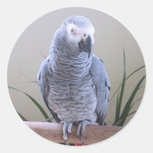 Sticker Rond Perroquet de gris africain