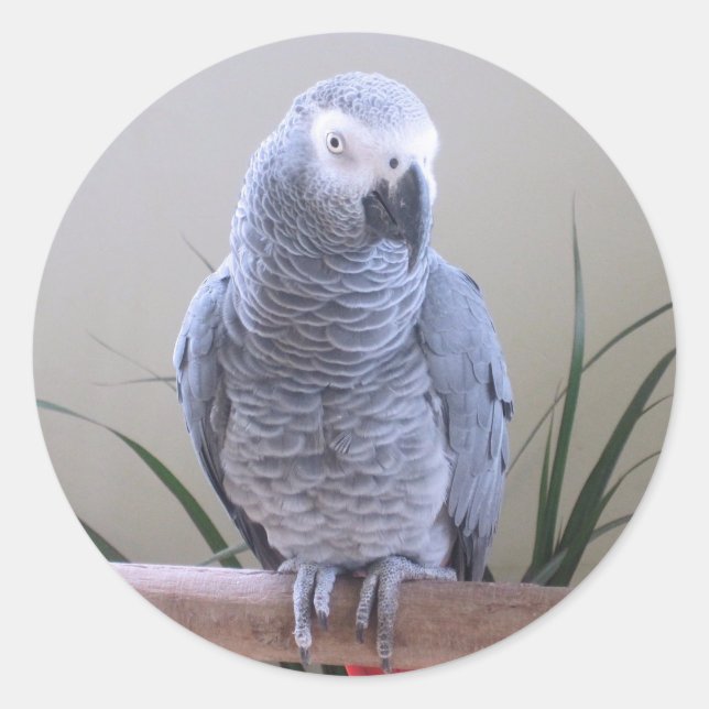 Sticker Rond Perroquet gris d'Afrique (Devant)