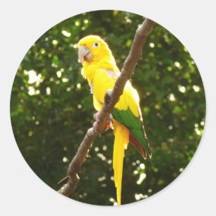 Sticker Rond Perroquet jaune
