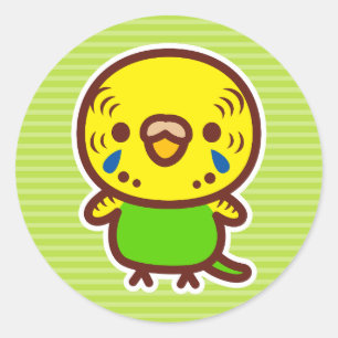Sticker Rond Perruche ondulée / Femelle normale