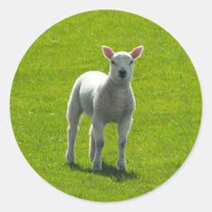 Sticker Rond Petit agneau