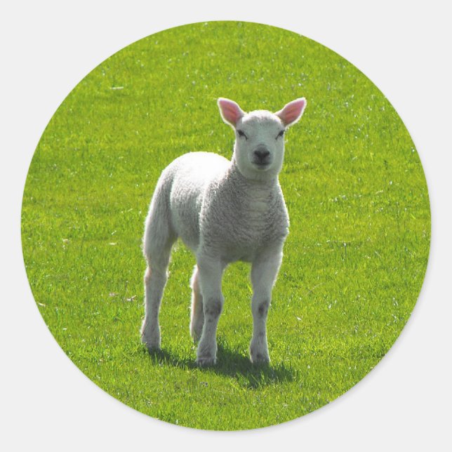 Sticker Rond Petit agneau (Devant)