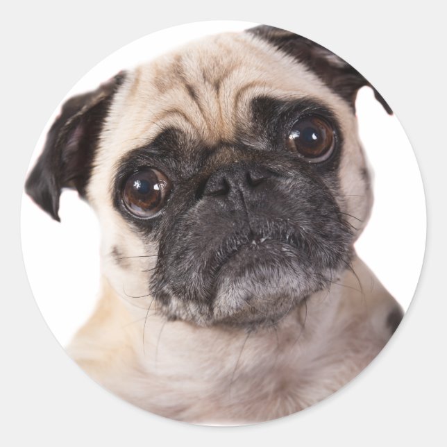 Sticker Rond petit chien mignon carlin (Devant)