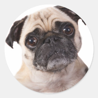Sticker Rond petit chien mignon carlin