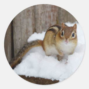 Sticker Rond Petit Chipmunk mignon dans la neige