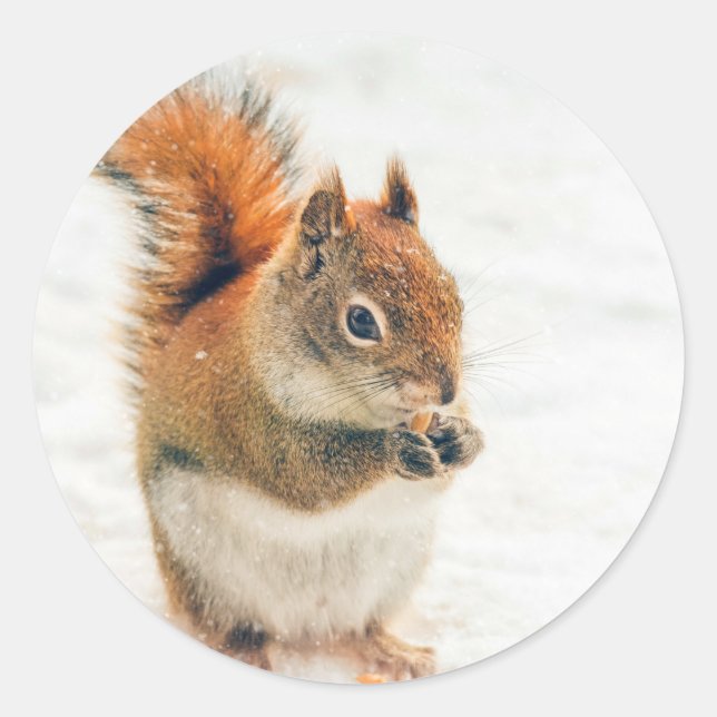 Sticker Rond Petit Écureuil mange des noix (Devant)