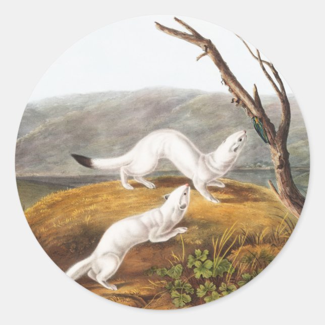 Sticker Rond Petit Nimble Weasel Putorius agilis Illustration (Devant)