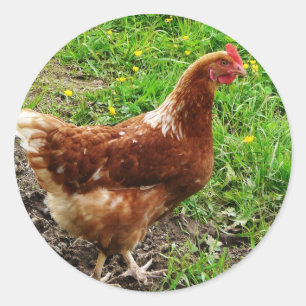 Sticker Rond Petit poulet rouge - Couche d'oeuf libre